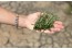 Salicórnia: a planta que tempera (saudavelmente) a nossa vida (Artigo AveiroMag)